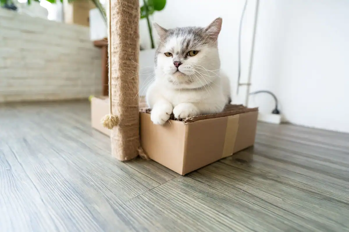 Pisică British Shorthair tolănită într-o cutie de carton, în casă
