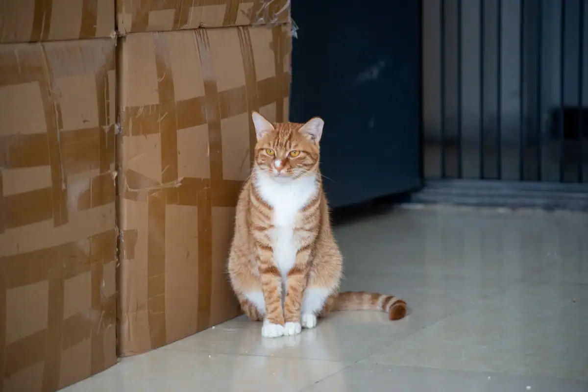 Pisică portocalie care stă liniștită lângă cutiile de carton stivuite